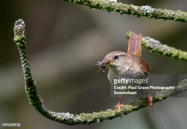 wren (troglodytidae) with insects in beak - paul thorn foto e immagini stock