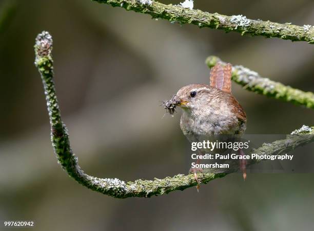 wren (troglodytidae) with insects in beak - paul thorn stock pictures, royalty-free photos & images