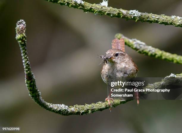 wren (troglodytidae) with insects in beak - paul thorn foto e immagini stock