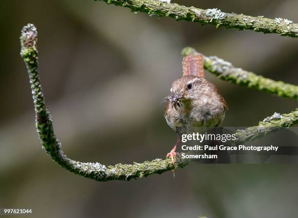 wren (troglodytidae) with insects in beak - paul thorn foto e immagini stock