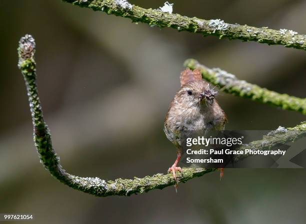 wren (troglodytidae) with insects in beak - paul thorn stock pictures, royalty-free photos & images