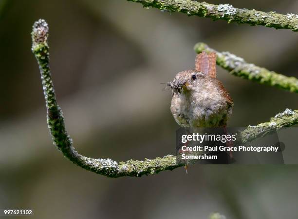 wren (troglodytidae) with insects in beak - paul thorn stock pictures, royalty-free photos & images