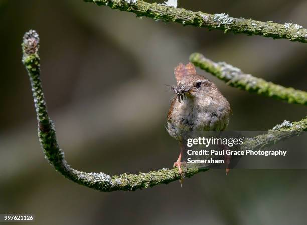 wren (troglodytidae) with insects in beak - paul thorn stock pictures, royalty-free photos & images