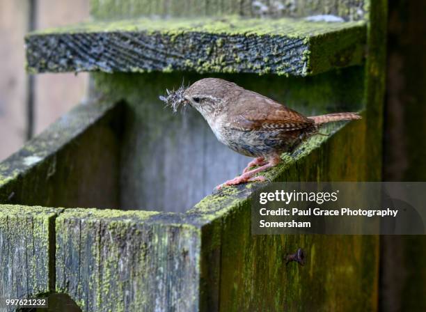 wren (troglodytidae) with insects in beak - paul thorn stock pictures, royalty-free photos & images