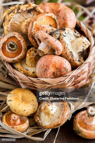 saffron milk cap and red pine mushrooms - red pine stock pictures, royalty-free photos & images