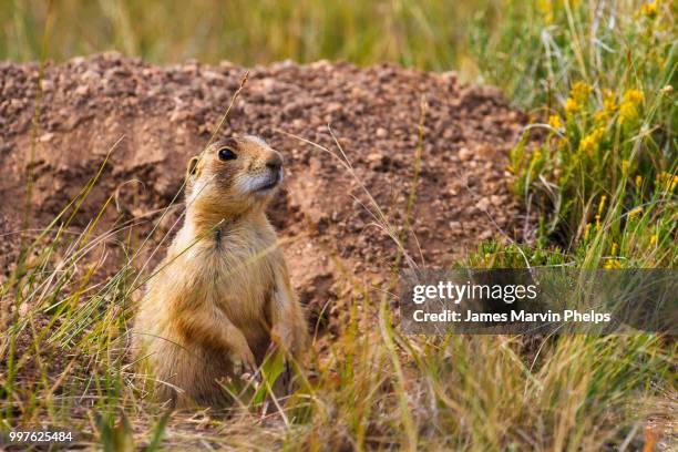 utah prairie dog - prairie dog - fotografias e filmes do acervo