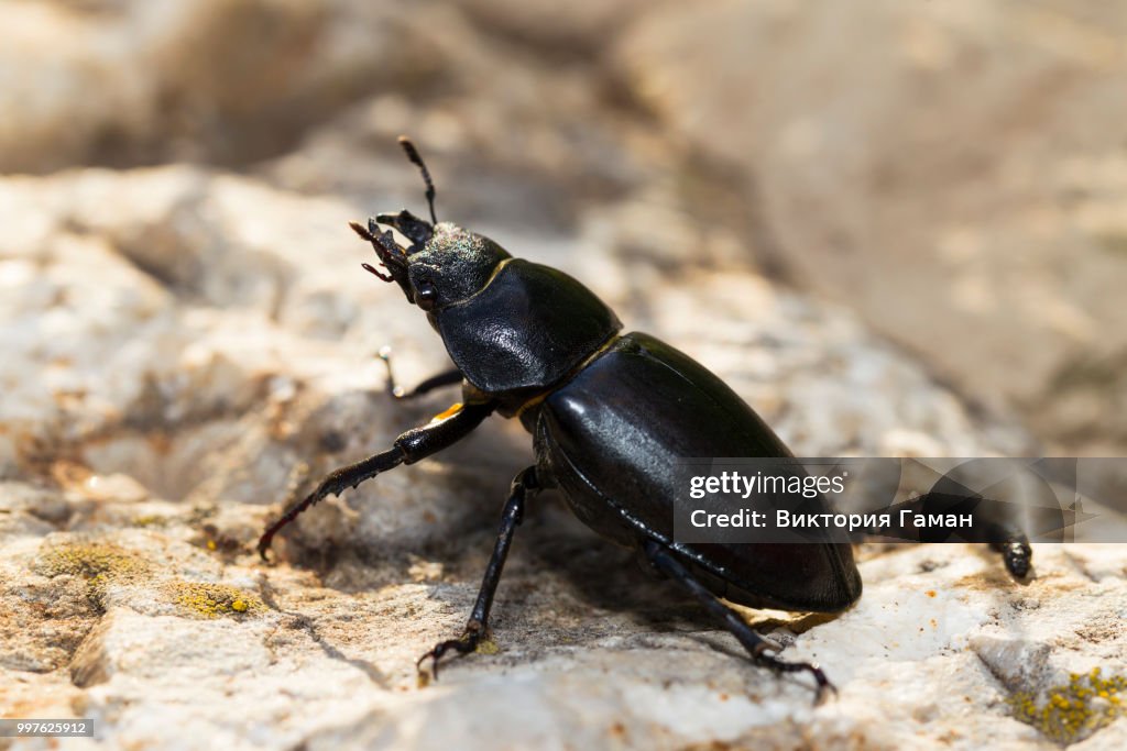 Lucanus cervus - stag beetle, female. Beautiful glossy black bee