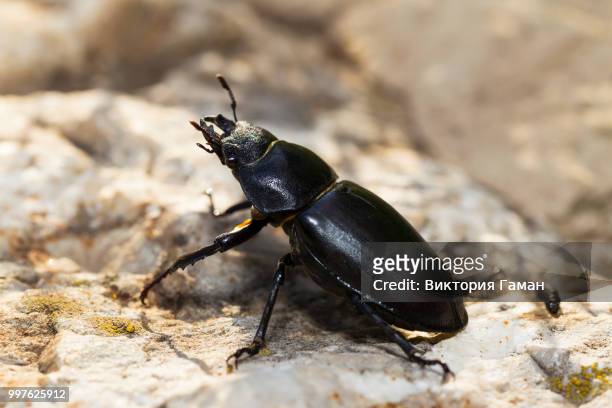 lucanus cervus - stag beetle, female. beautiful glossy black bee - abadejo imagens e fotografias de stock