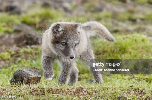 arctic fox cub - arctic fox cub stock pictures, royalty-free photos & images