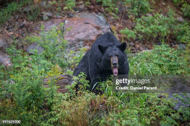 it's all mine... - wildlife tracking tag stock pictures, royalty-free photos & images