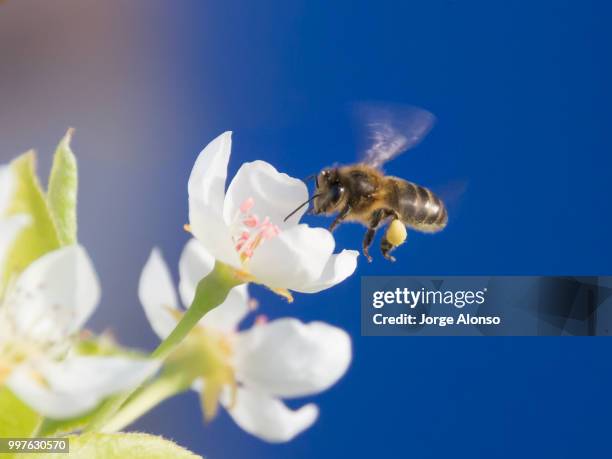 abeja - abeja stock pictures, royalty-free photos & images