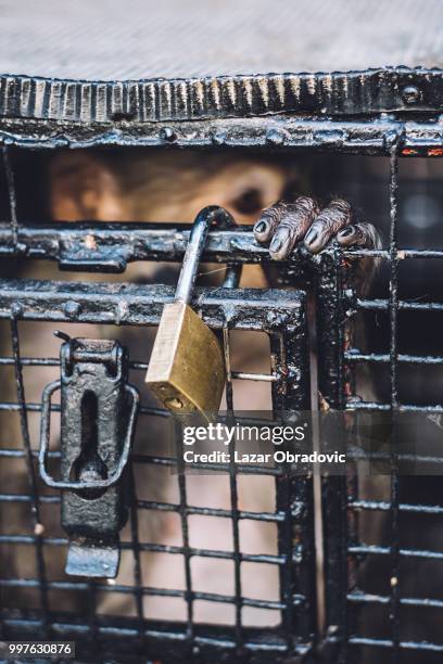 Monkey Open Rust 41 Rust Monkey Stock Photos, High-Res Pictures, and Images - Getty Images