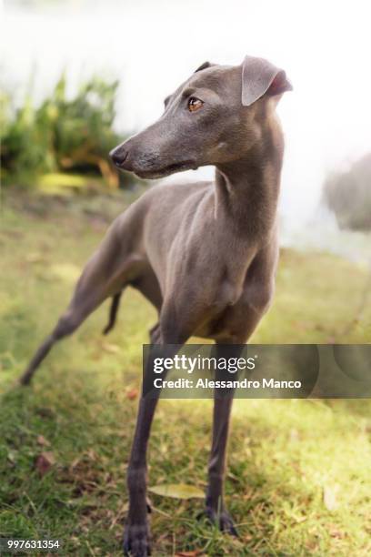 traces - greyhounds imagens e fotografias de stock