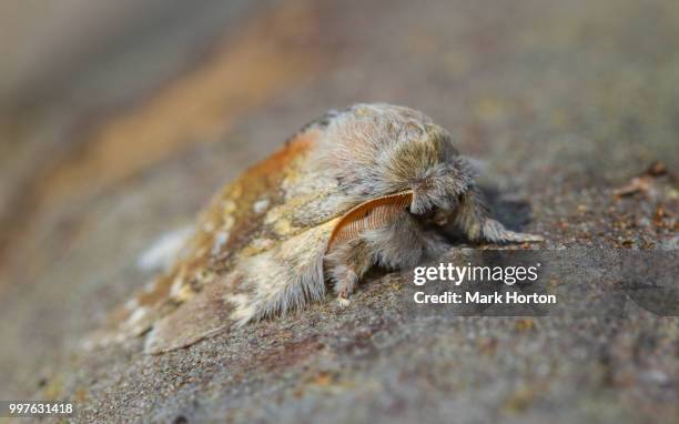 lobster moth (stauropus fagi) - stauropus fagi stock pictures, royalty-free photos & images
