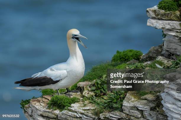 gannet (morus bassanus) on cliff edge. - gannet stockfoto's en -beelden
