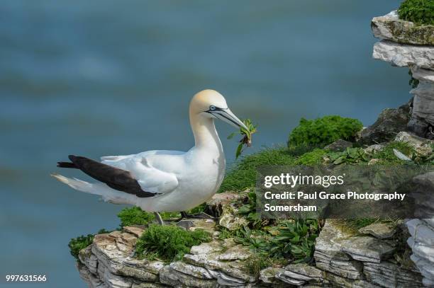 gannet (morus bassanus) on cliff edge. - gannet stockfoto's en -beelden