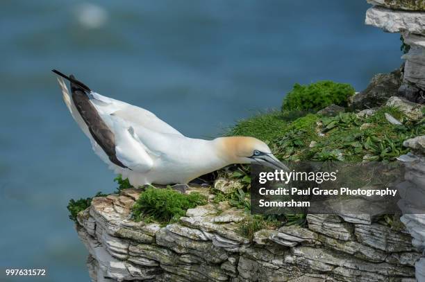 gannet (morus bassanus) on cliff edge. - gannet stockfoto's en -beelden