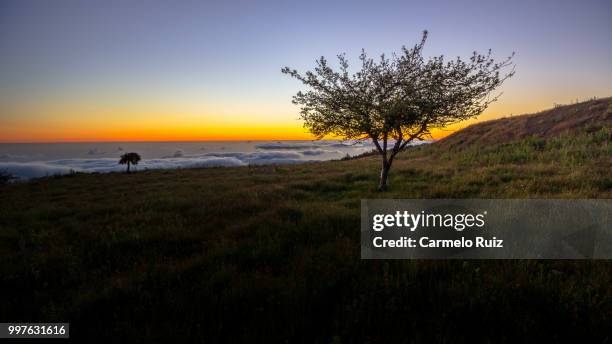 tree at sunrise - carmelo fotografías e imágenes de stock