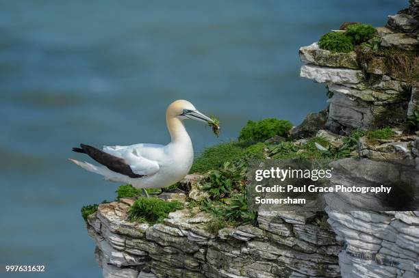 gannet (morus bassanus) on cliff edge. - gannet stockfoto's en -beelden