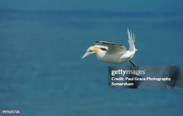 gannet (morus bassanus) in flight. - gannet stockfoto's en -beelden