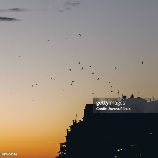 sunset and birds - jovanat stock pictures, royalty-free photos & images