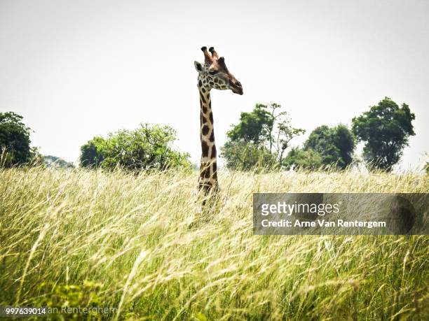 living periscope - south african giraffe stock pictures, royalty-free photos & images