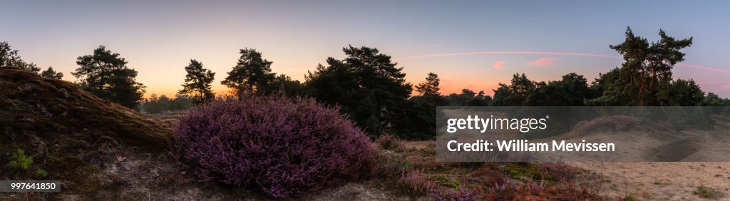 Panorama - Heather Twilight View