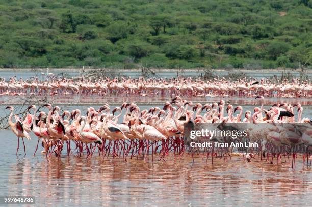 flamingos at bogoria lake 3 - lake bogoria stock pictures, royalty-free photos & images