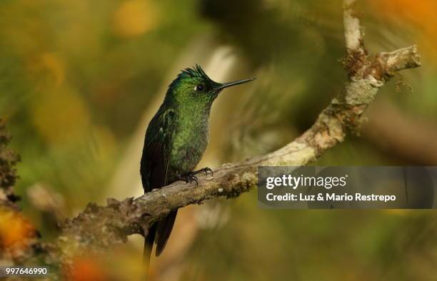 esmeralda occidental (western emerald) - esmeralda stock pictures, royalty-free photos & images