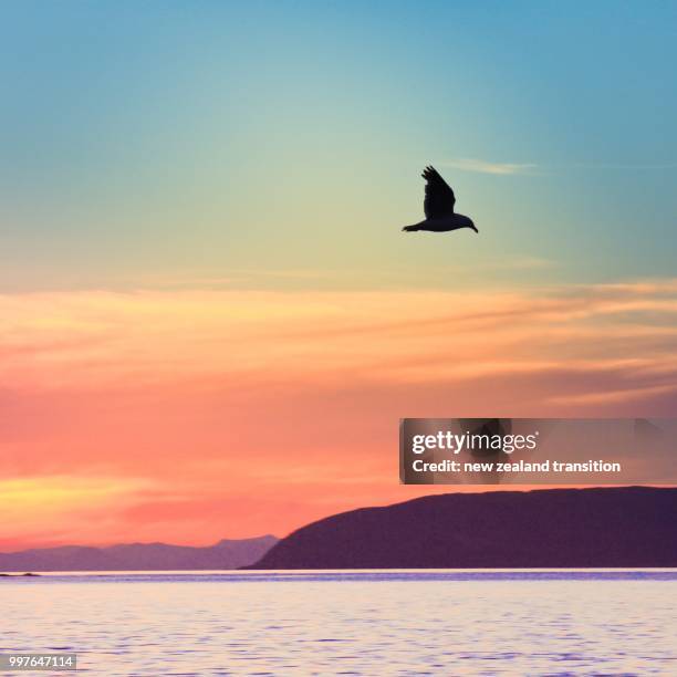 pink sunset sky over porirua harbour with silhouette of seagull, mana island and south island, wellington - wellington harbour stock pictures, royalty-free photos & images