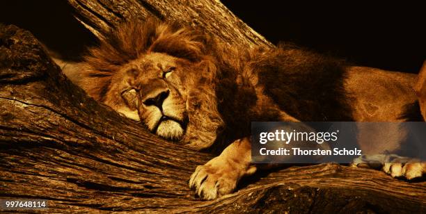 141 Lion King Cubs Photos and Premium High Res Pictures - Getty Images 141 Lion King Cubs Photos and Premium High Res Pictures - Getty Images