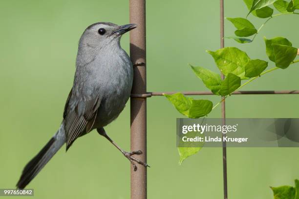 gray catbird - gray catbird stock pictures, royalty-free photos & images