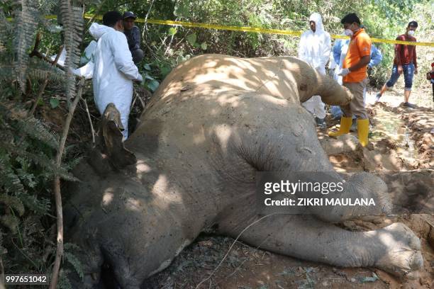Graphic content / Indonesian police and rangers conduct an investigation on a dead female elephant at the Banda Alam plantations in East Aceh, Aceh...