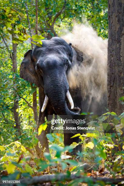 Hathi Photos and Premium High Res Pictures - Getty Images
