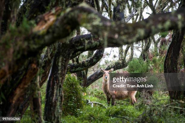 wildlife in the aberdare national reserve - national wildlife reserve stockfoto's en -beelden