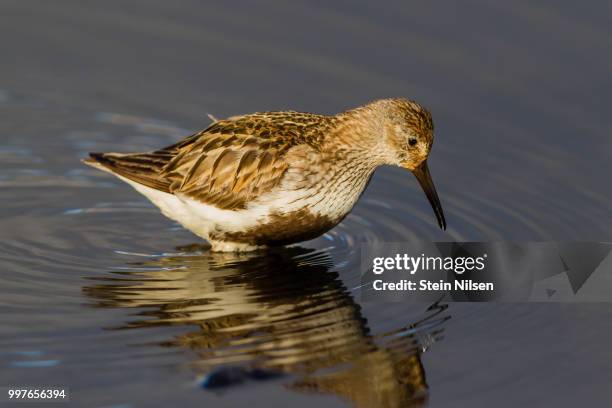 dunlin, svalbard - svalbard e jan mayen - fotografias e filmes do acervo