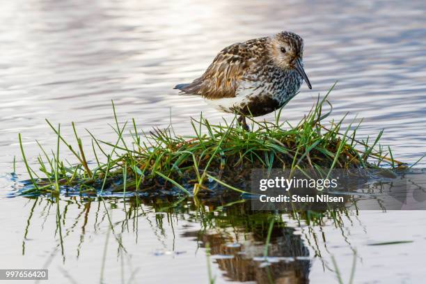 dunlin, svalbard - svalbard e jan mayen - fotografias e filmes do acervo