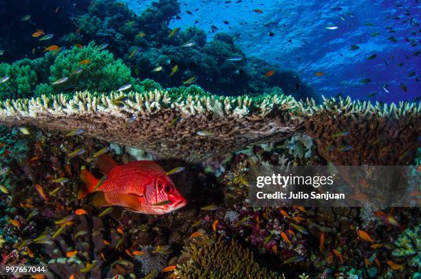 hidden in the reef - coral hind stock pictures, royalty-free photos & images