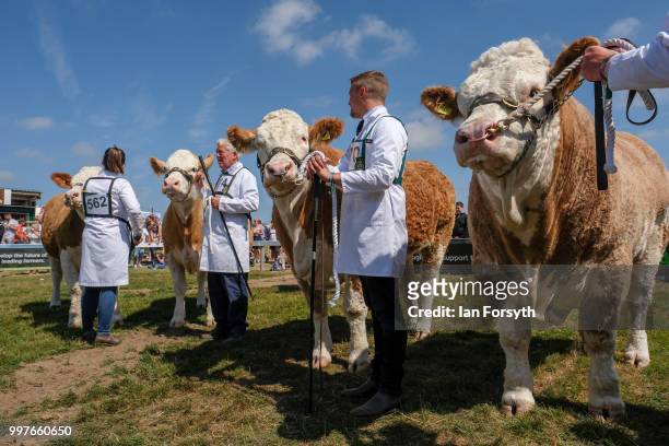 Cattle are paraded around the arena as judging takes place in the Beef Classes during the second day of the 160th Great Yorkshire Show on July 11,...