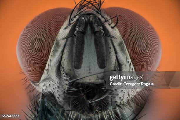 musca domestica (house fly) 2nd capture - facettenauge stock-fotos und bilder
