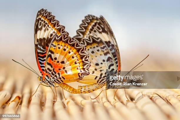 mating butterflies - mating stock pictures, royalty-free photos & images
