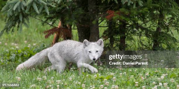 fox stroll... - arctic fox cub stock pictures, royalty-free photos & images