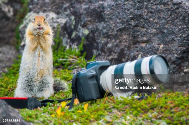 a gift from tourists - arctic ground squirrel stock pictures, royalty-free photos & images