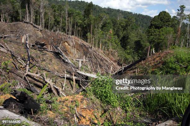 deforestation - sumatran elephant 個照片及圖片檔