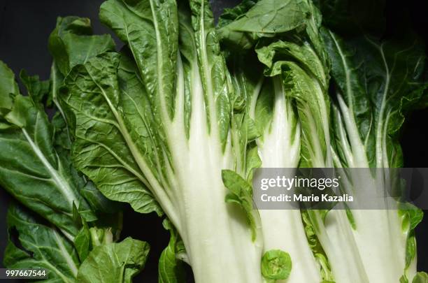 bok choy chinese cabbage - bok choy stockfoto's en -beelden