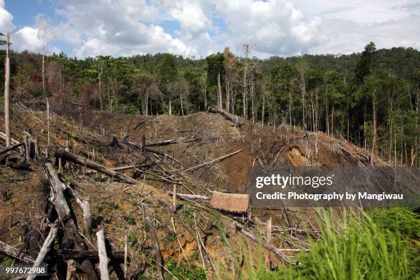 habitat destruction - mangiwau stock-fotos und bilder