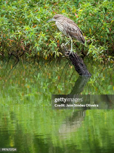 pinnated bittern fishing - oliveira stock pictures, royalty-free photos & images