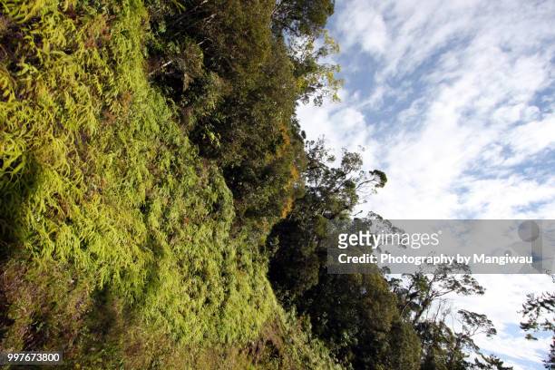 sumatran rainforest - mangiwau stock-fotos und bilder
