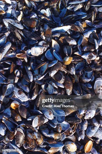 sea shells on the sea shore. - alac stock-fotos und bilder