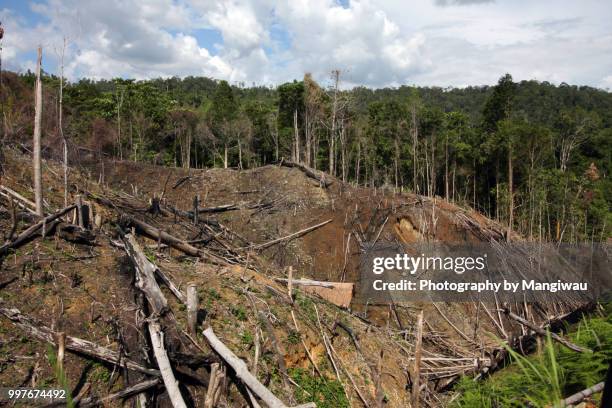 sumatra deforestation - sumatra indonesia stockfoto's en -beelden